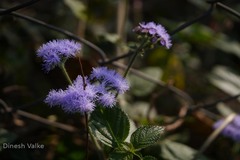 Ageratum houstonianum